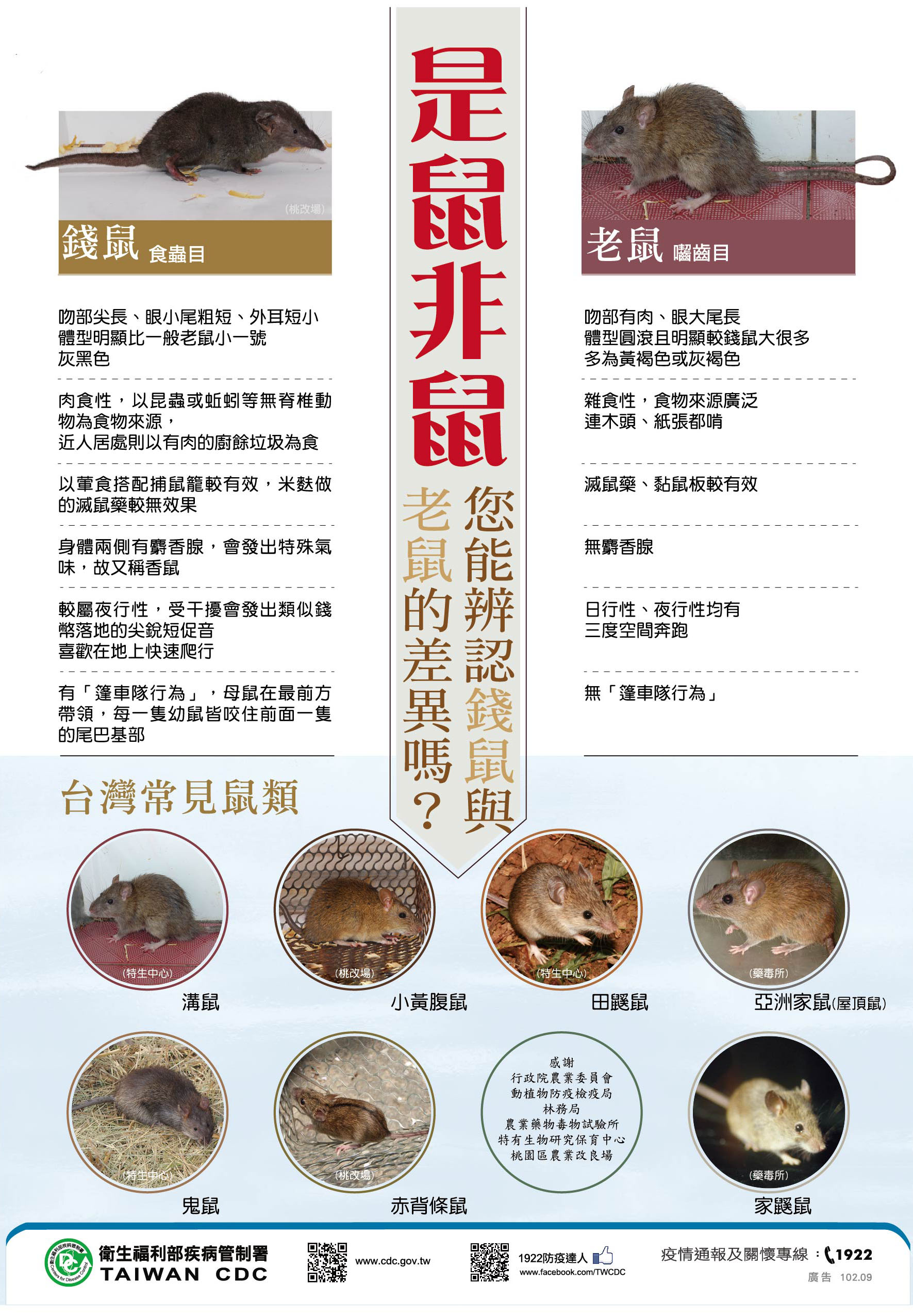 辨識錢鼠與老鼠.jpg